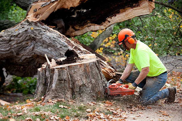 Best Tree Risk Assessment  in Imlay City, MI